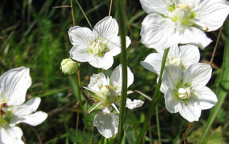 Spring flowers.  White, silk, pastel, nature picture.