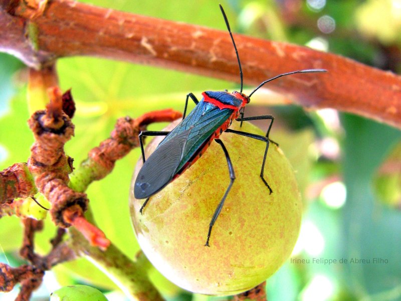 Entomology.  Collect Brazilian bugs!  Travel to Brazil.  Brazil vacation.