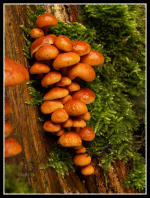 Wild mushrooms!  
Organic farming, organic agriculture and organic produce.