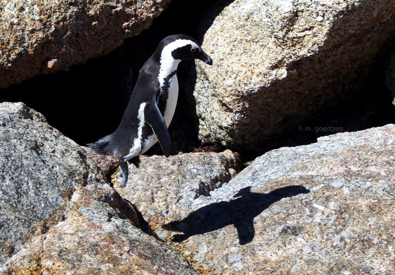 Cape of Good Hope Penguins in South Africa.  Wildlife photography.