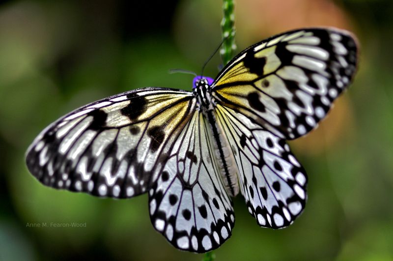 Butterfly gardens!  Magic butterfly powder.