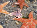 Starfish on Point Defiance Owens Beach.  Fresh shellfish, tuna!  Nature picture.