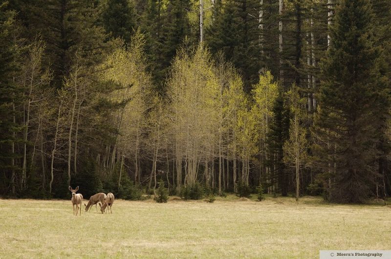 Leather, hunting, expedition, canoe, nature picture