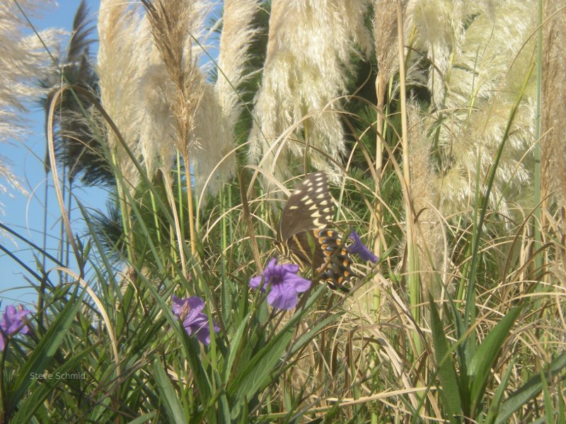 dried flowers, powder, nature pic.