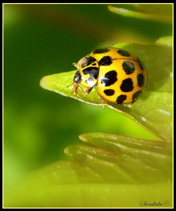 Ladybird, ladybug, Australia.  Pest control.