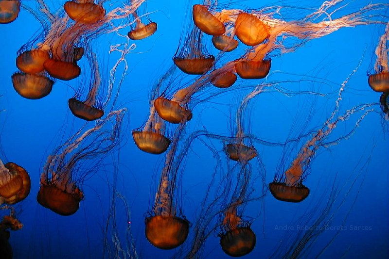 Jelly Fish in Monterey Bay Aquarium, Monterey, CA.
