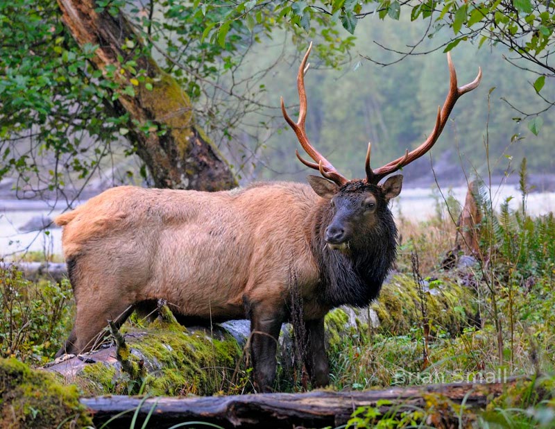 Roosevelt Elk, Hoh Rainforest, Olympic National Park, WA