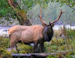 Roosevelt Elk, Hoh Rainforest, Olympic National Park, WA