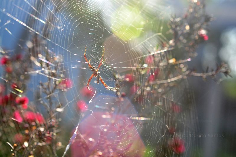 Spider in Brazil.