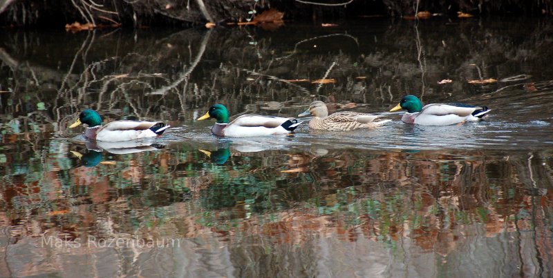 Mallard ducks in a pond.