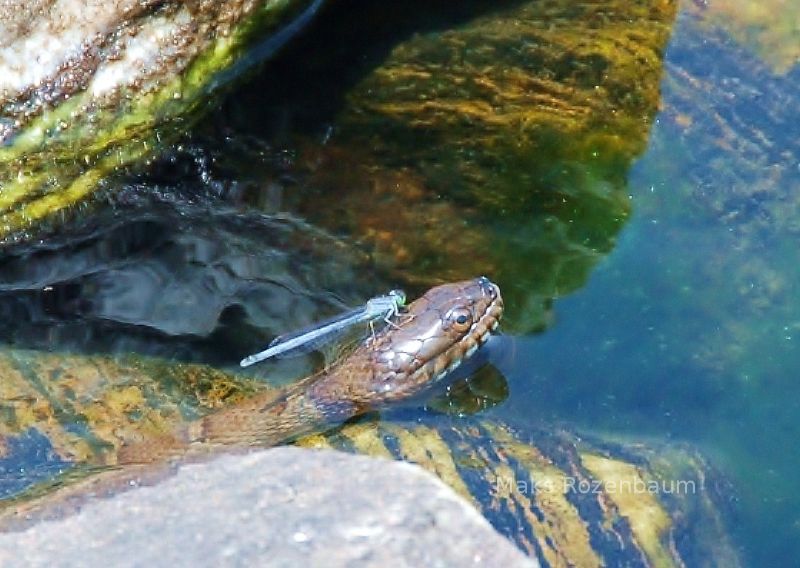 Dragonfly on a snake.