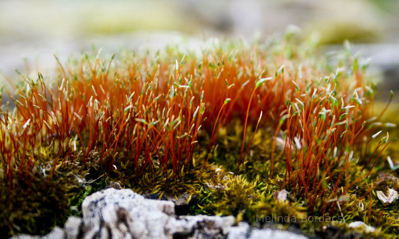 Moss in Hungary.