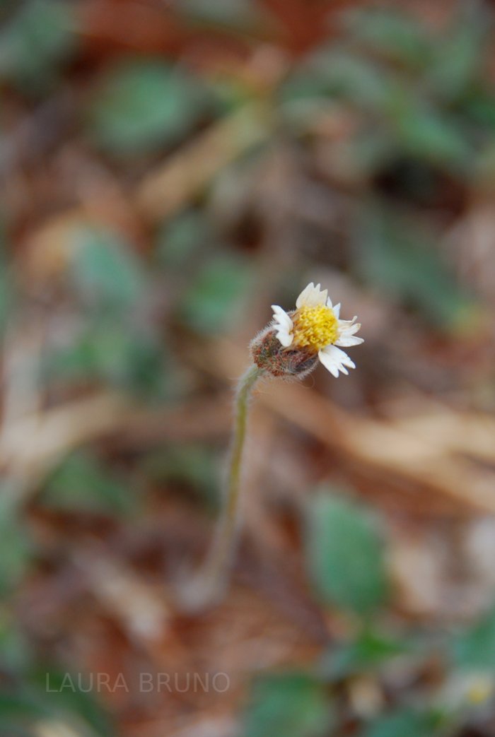 Daisy flowers, leaves.