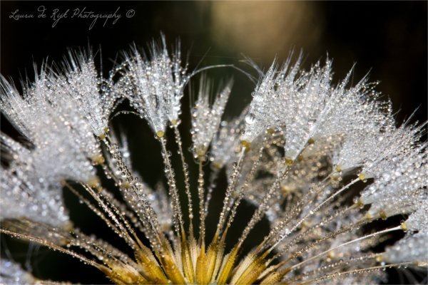 Dandelions, dew, dew covered dandelion.