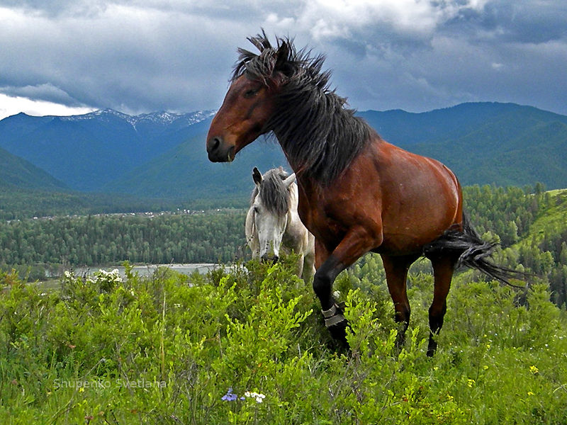 Horses, Mountain Altai.  Horse riding, bridles, stables.