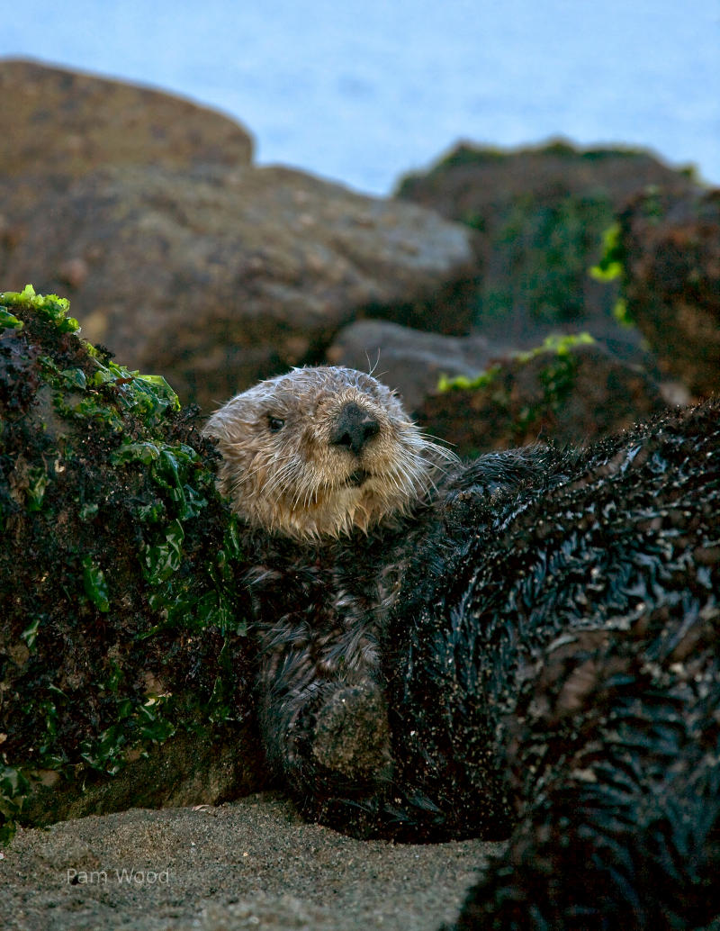 Sea Otter, nature picture.