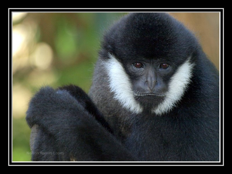 White-cheeked Gibbon.  Adelaide Zoo, Australia