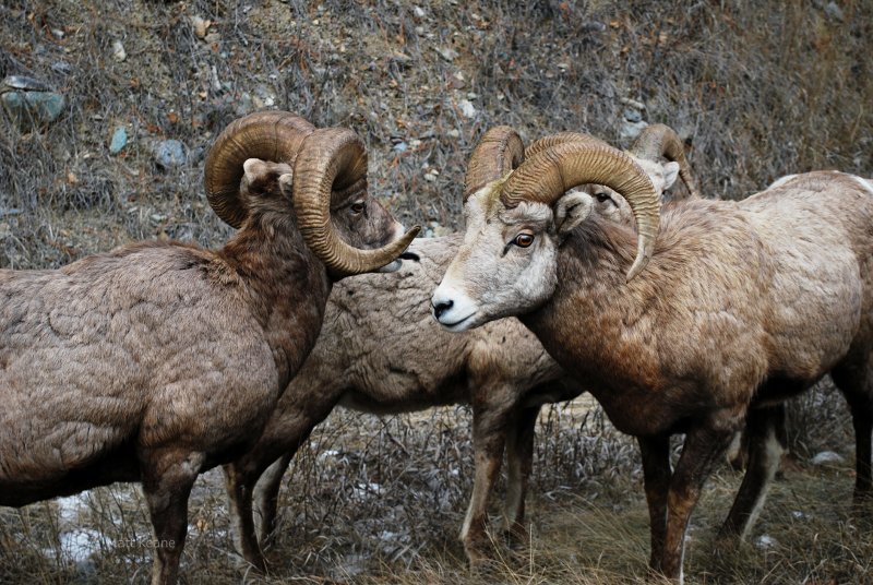 Bighorn sheep, horns, rams, ewes, wool, clothes.