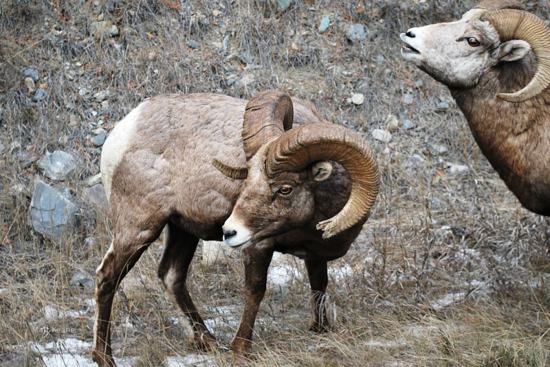 Bighorn sheep, antlers, horns, rattles.