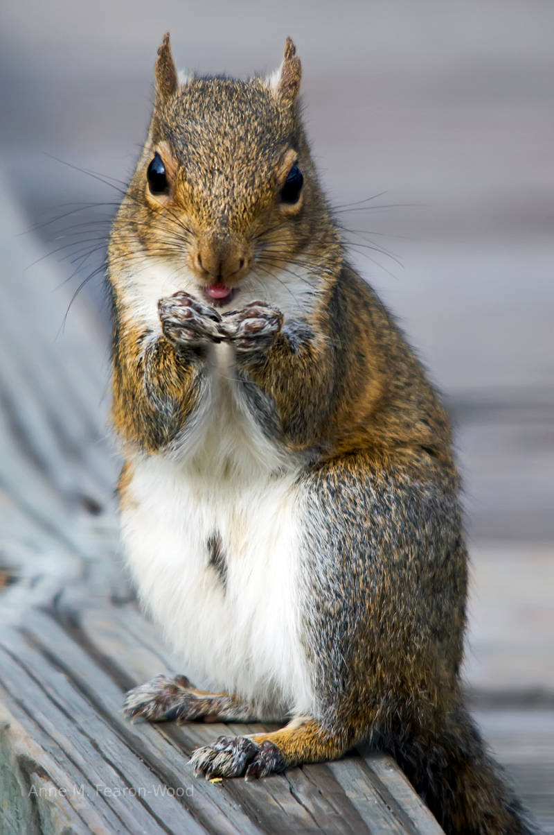 grey squirrel, jokes, laughs.  