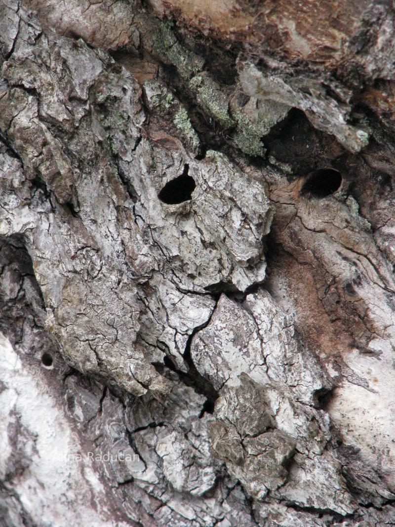 Face in the wood.