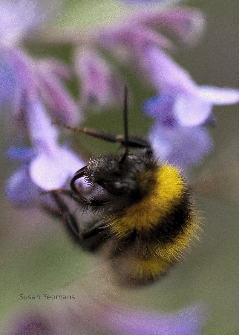 Bee, flowers, pollinate flowers
