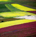 Italian rural fields of pastel.  