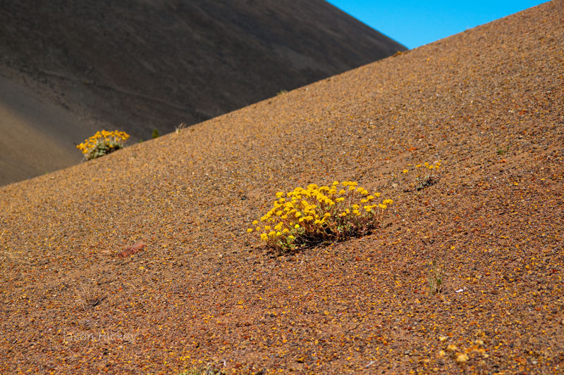 Plants on the slopes of Lassen National Park.