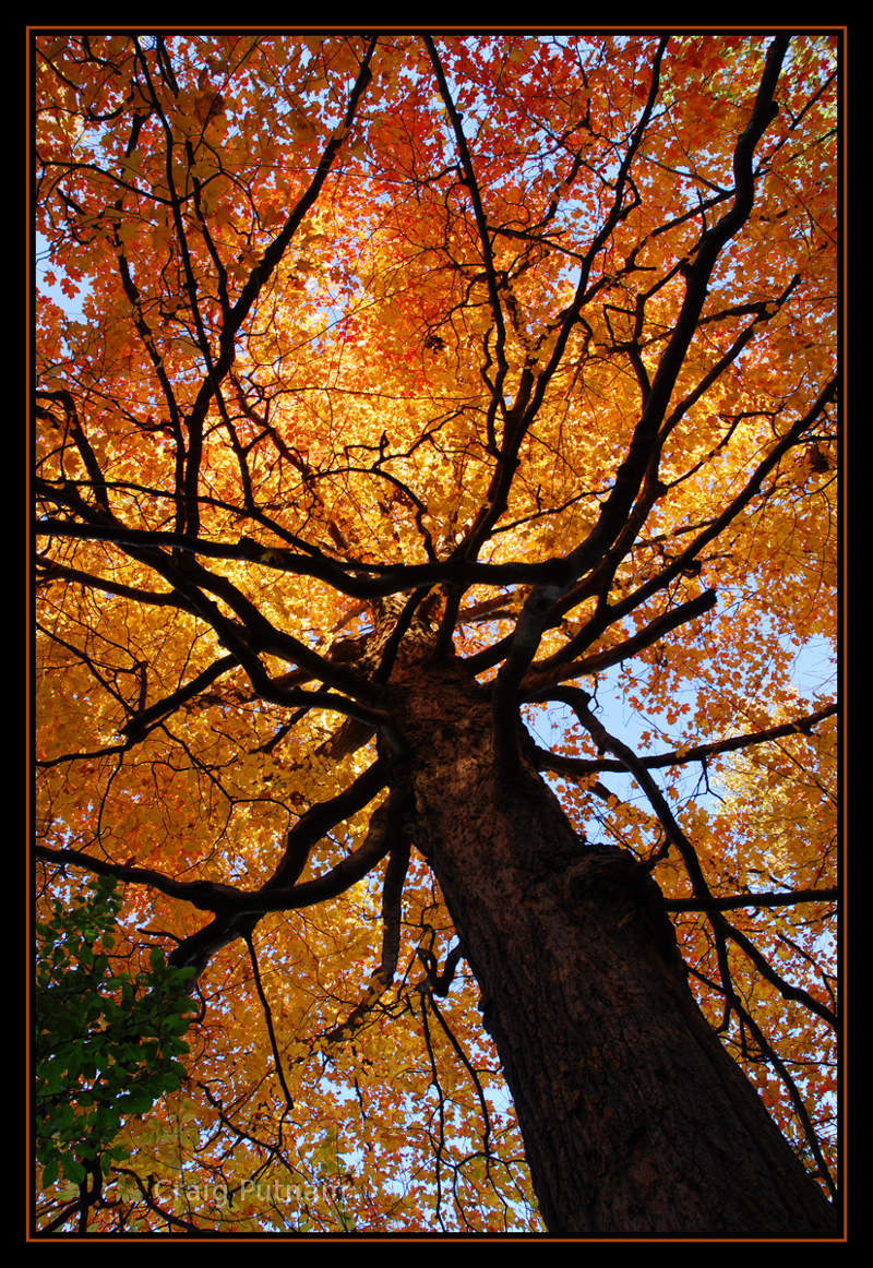 Maple tree, fall colors, fall leaves.  For-Mar Nature Preserve, Burton, MI