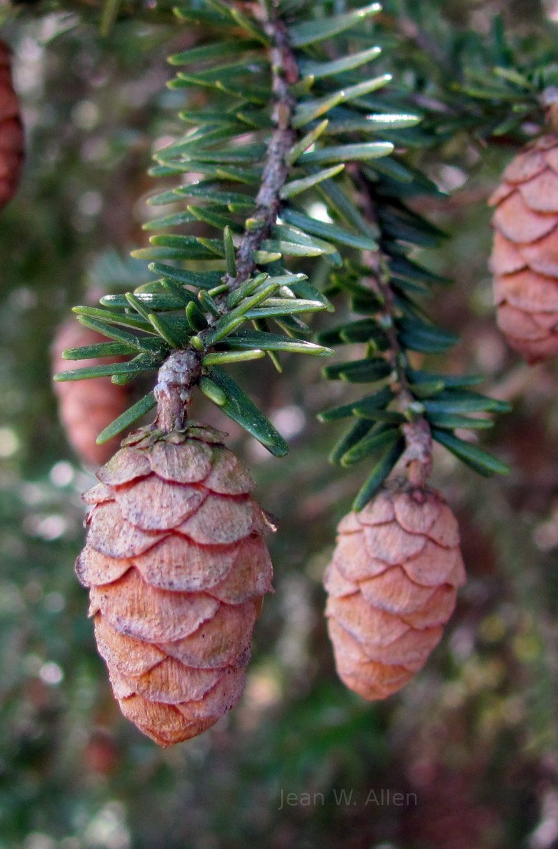 Hemlock pine cones, Flat Rock, NC.