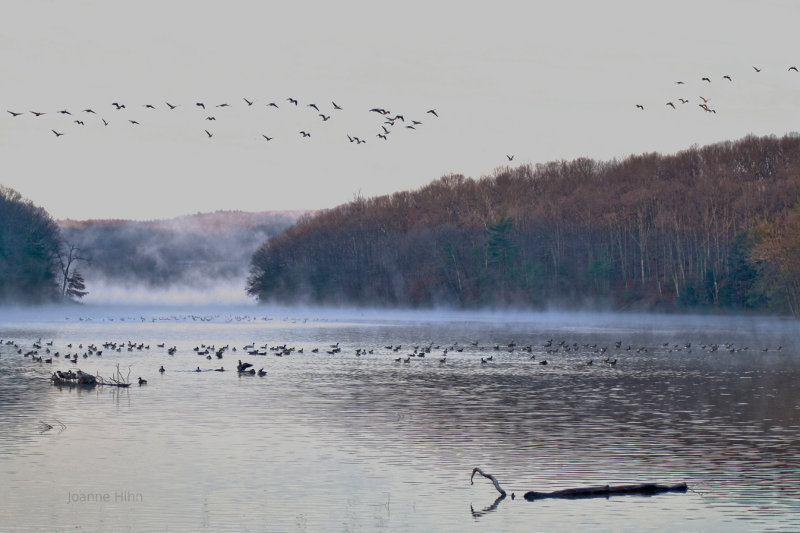 Geese over Tomhannock Reservoir, just outside of Troy, New York.