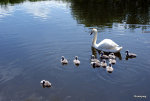 Swans, England.