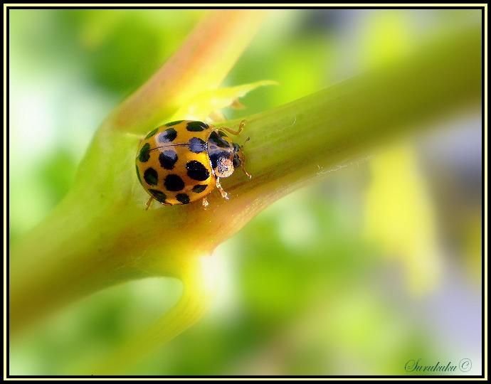 Ladybug, ladybird, garden pesticides.