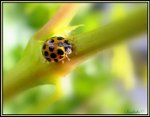 Ladybug, ladybird, garden pesticides.