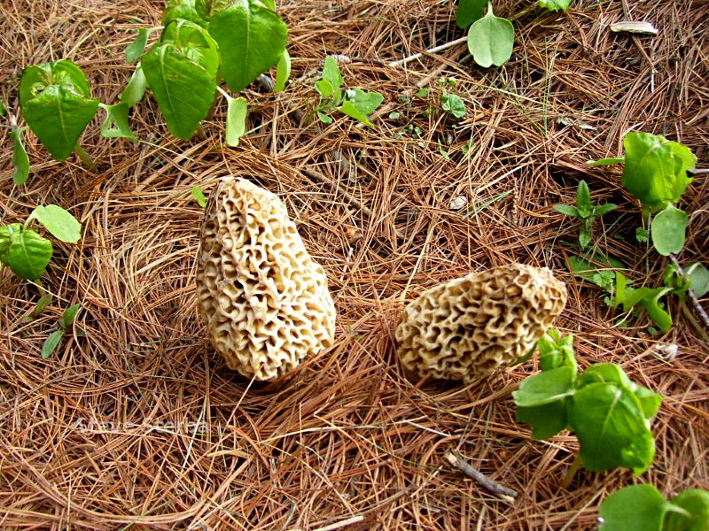 Morel Mushrooms.  Wild mushrooms, morels, morel hunting.