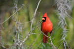 Cardinal in Florida.  Tour Florida.  Florida bird watching.