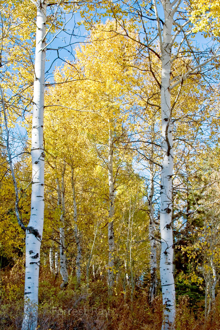 Hansen, ID, Aspen, golden.