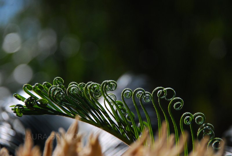 Fern pedals.