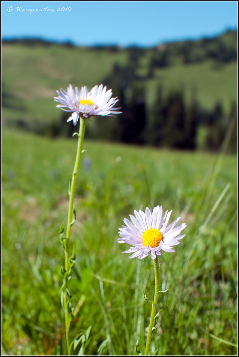 Daisies in Sunrise, Mount Rainier National Park.