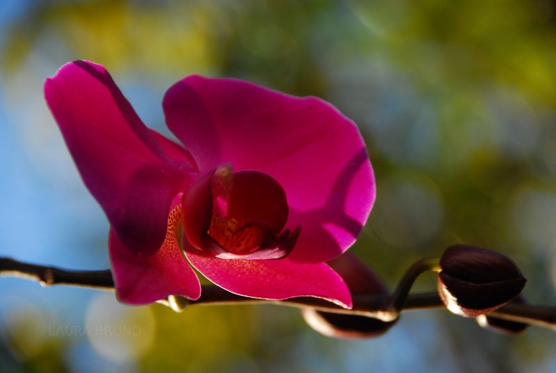 Pink flowers.