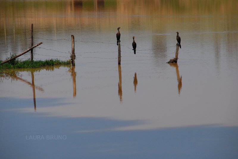 Birds in water.
