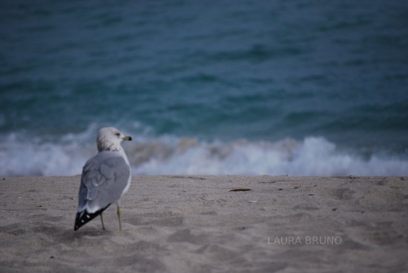 seagull and waves.