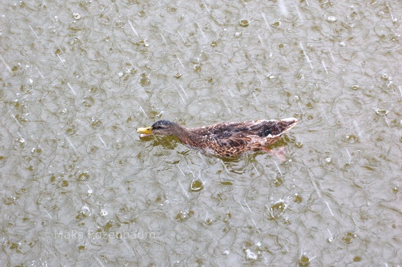 Duck swimming in the rain.