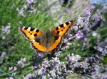 Butterfly on lavender bush in Herefordshire, England.