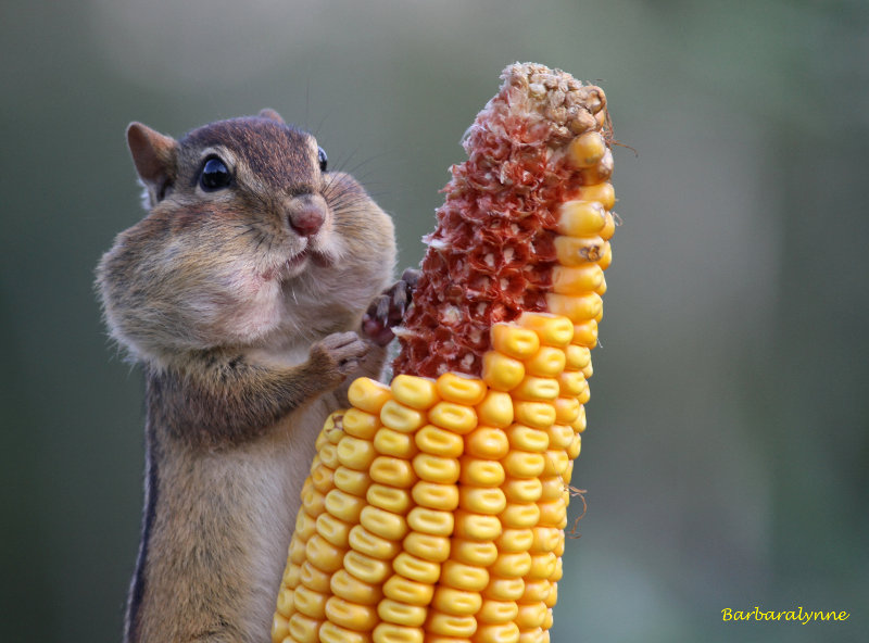 Chipmunk with Corn on the Cob.