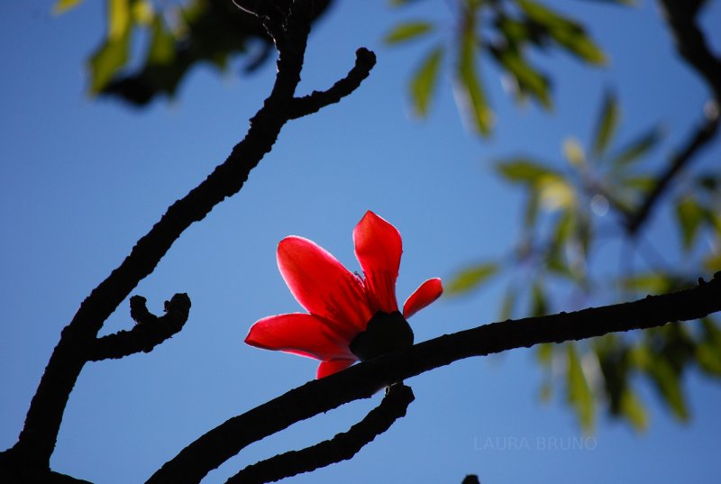 Red flower in Brazil during winter.