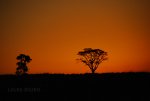 Silhouette of a tree against orange sky.