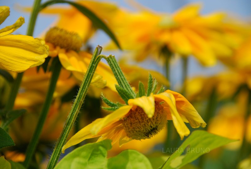 Beautiful flowers.