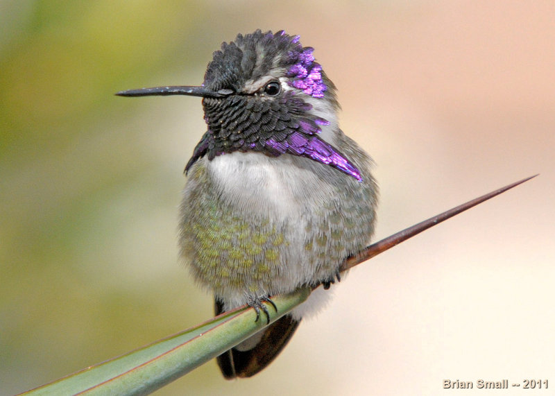 Hummingbird in Arizona.  
