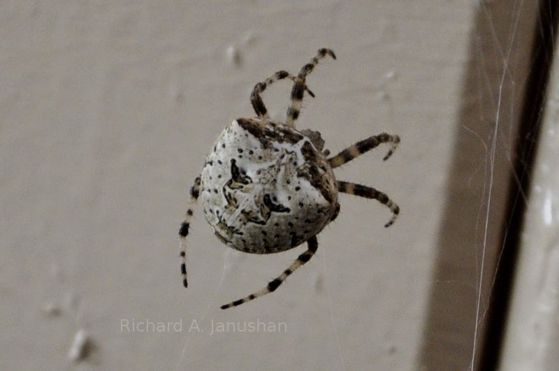 Spider in Great Basin National Park